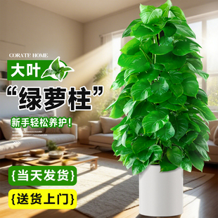 大叶绿萝柱盆栽办公室内好养活净化空气好养绿箩客厅大型绿植新房