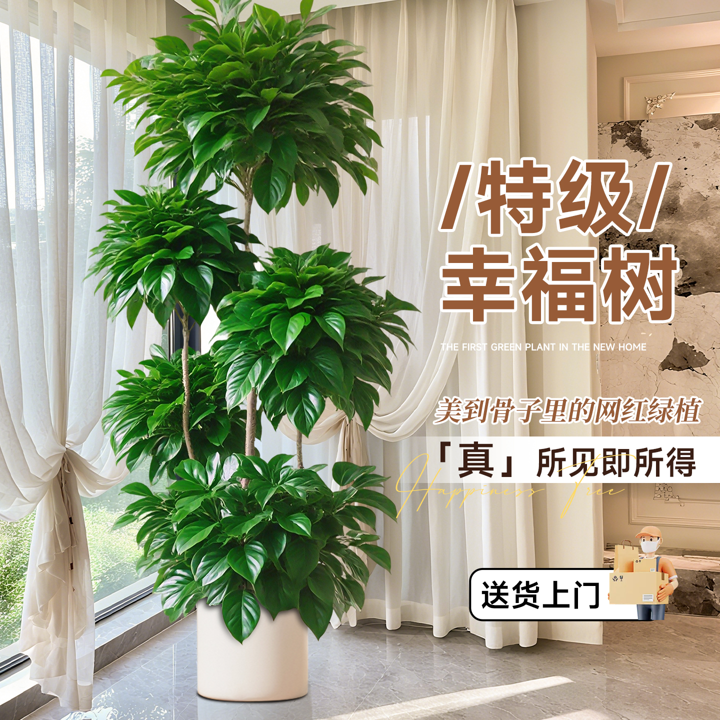 幸福树客厅绿植高级感室内大型植物树落地盆栽好养高端大气上档次