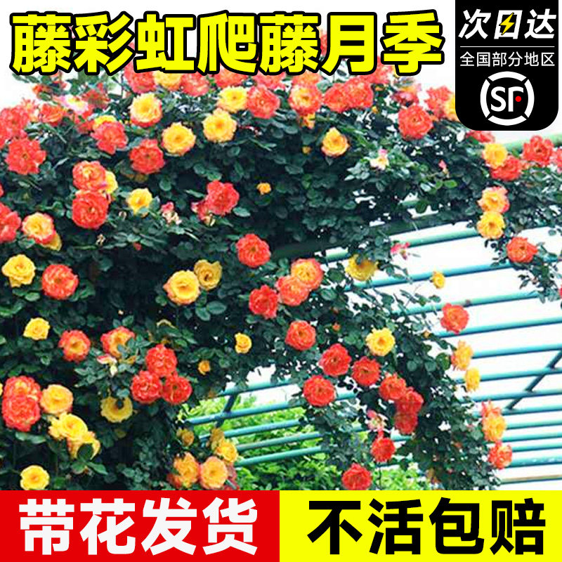 藤彩虹藤本月季花苗蔷薇爬藤植物四季开花卉庭院玫瑰爬墙绿植盆栽,鲜花速递/花卉仿真/绿植园艺,月季/蔷薇/玫瑰,淘宝优惠券,粉丝福利购,淘宝优惠卷