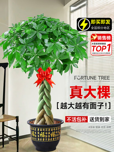发财树客厅盆栽大型室内绿植好养招财树办公室乔迁开业落地植物棵