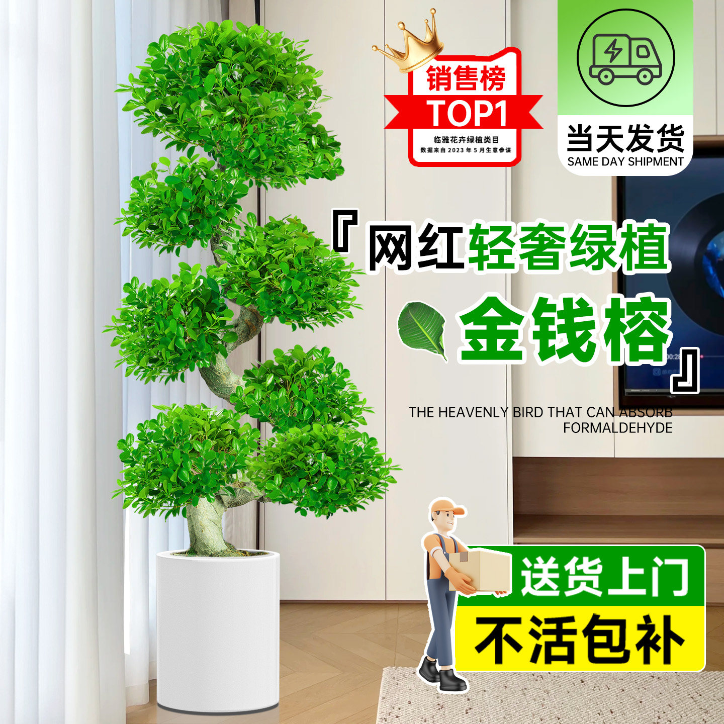 金钱榕大盆栽室内招财摇钱树客厅办公室金钱树大型盆景发财树四季