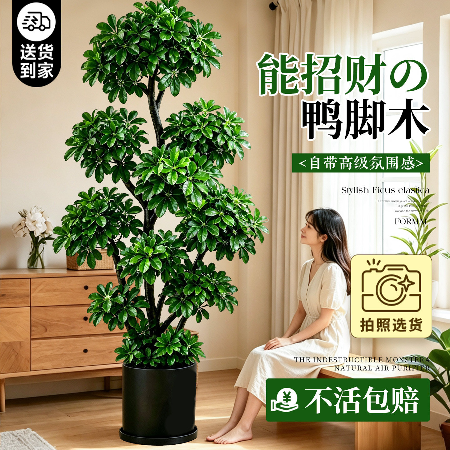 【可拍照选货】特级鸭脚木大盆栽图片