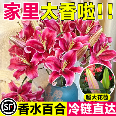 香水百合鲜花云南基地直发