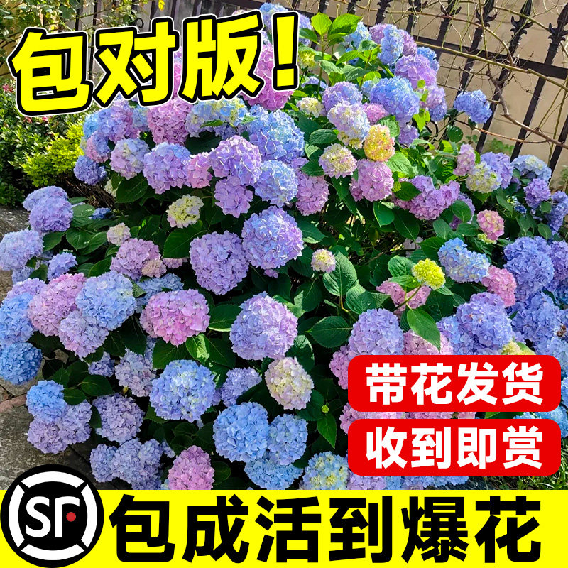 绣球花苗无尽夏盆栽四季开花带花苞室内阳台好养的花卉绿植物大全