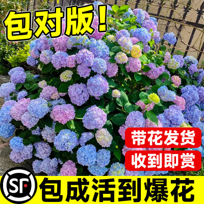 带花绣球花包成活到爆花包对版