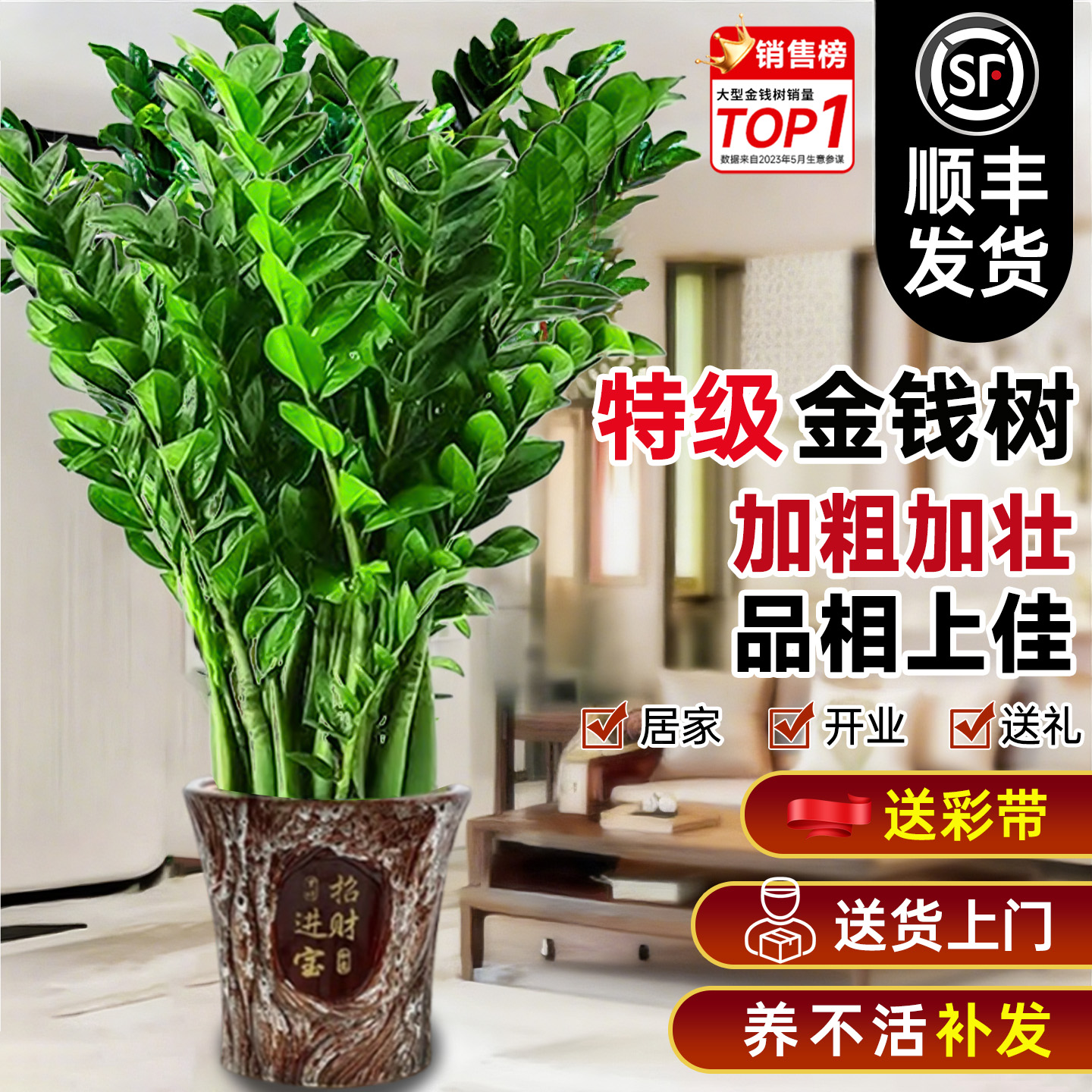 【特级品质】加粗加壮品相金钱树