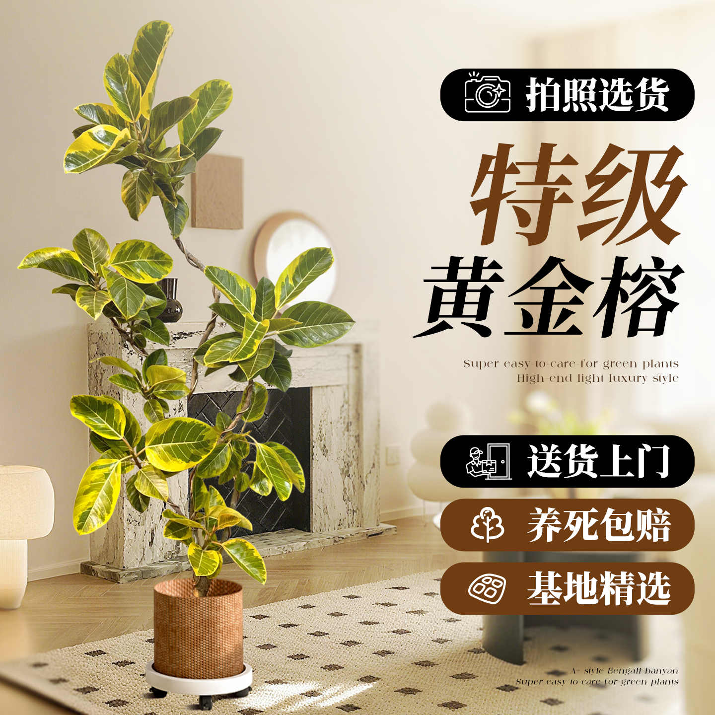 黄金榕高级绿植孟加拉榕好养大气