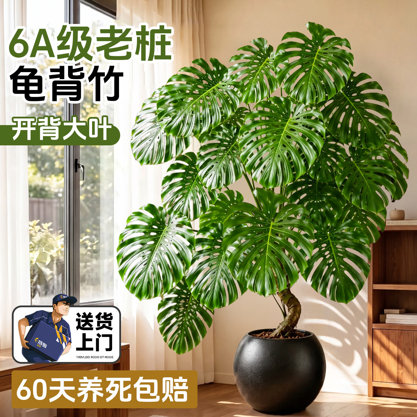大叶龟背竹老桩盆栽高端绿植图片