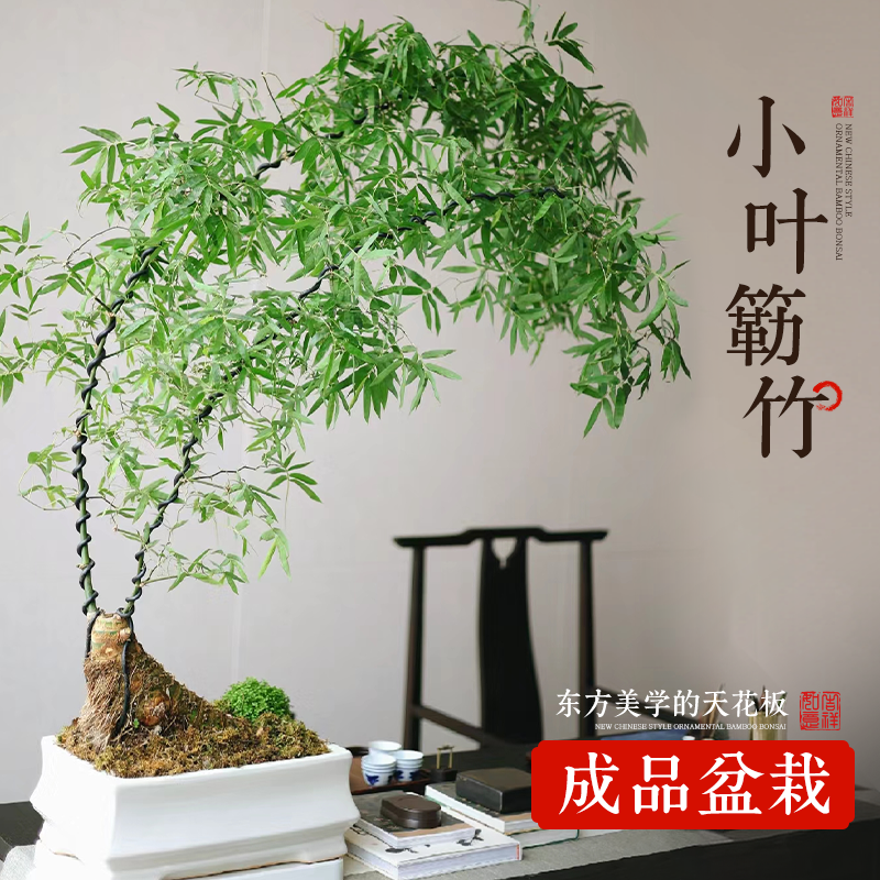 小叶簕竹成品盆景竹子室内禅意景