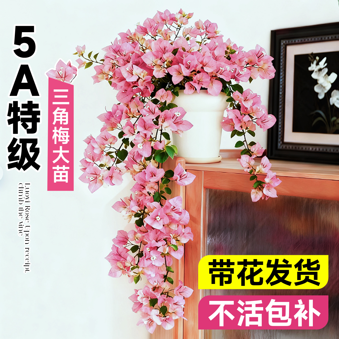 5A特级三角梅带超大花发货大号