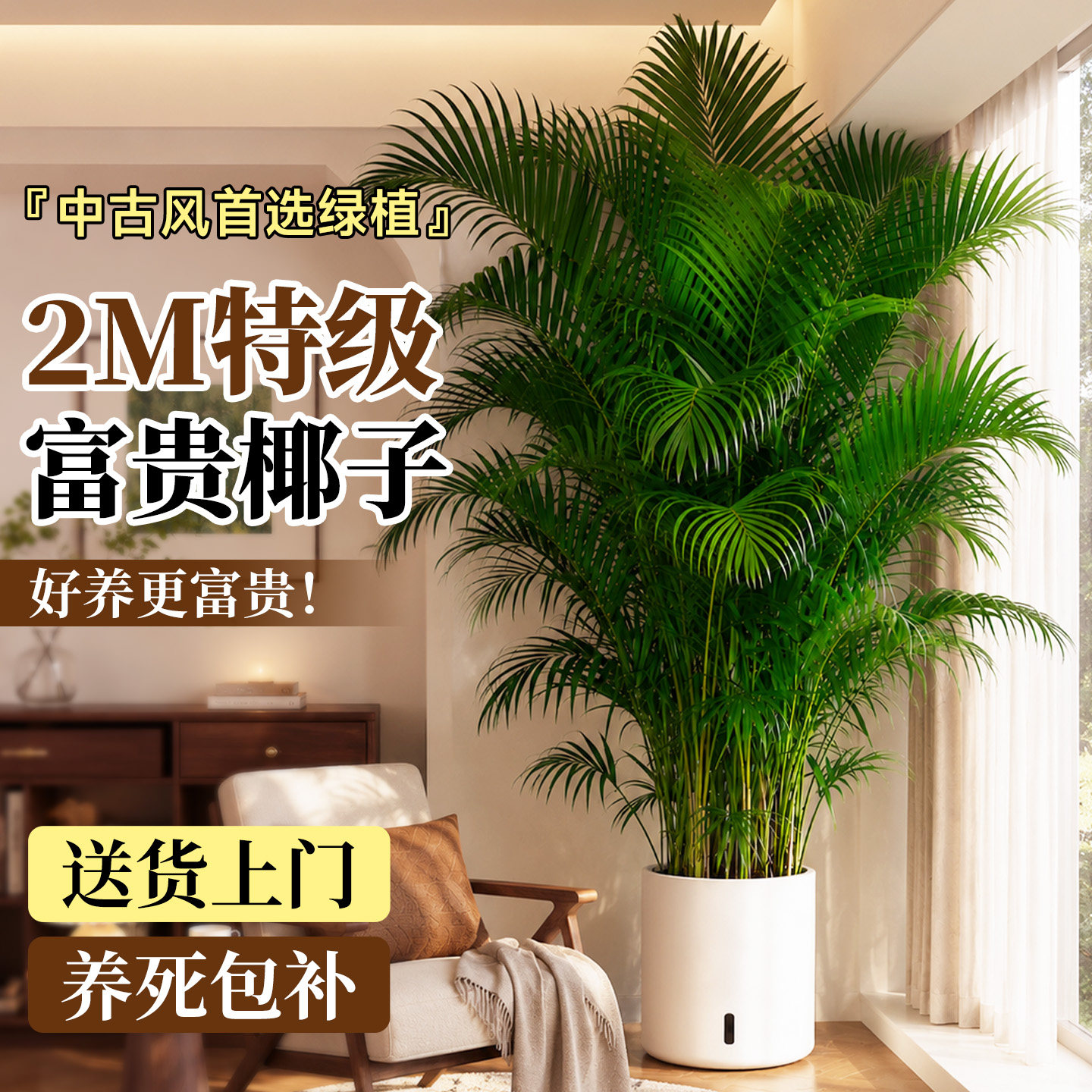 富贵椰子散尾葵客厅懒人好养盆栽图片
