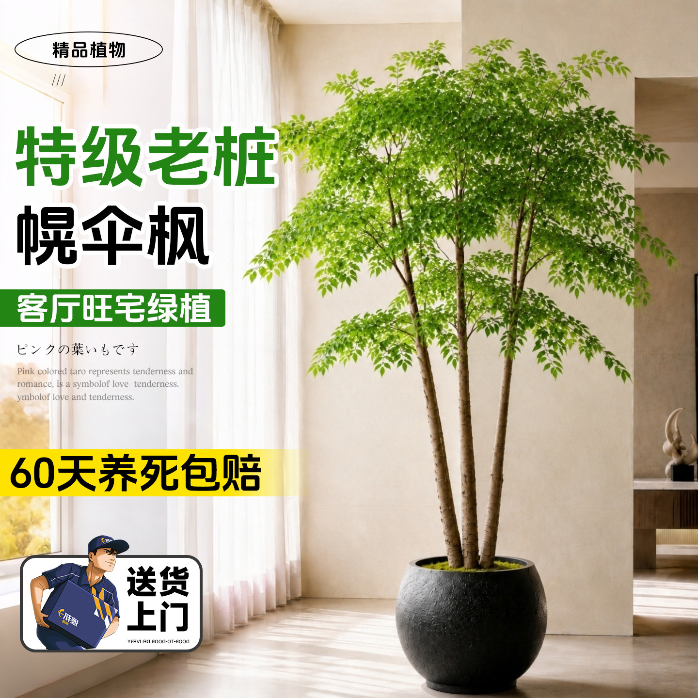 幌伞枫幸福树原生老桩大型盆栽室内客厅绿植办公室植物正宗大盆景