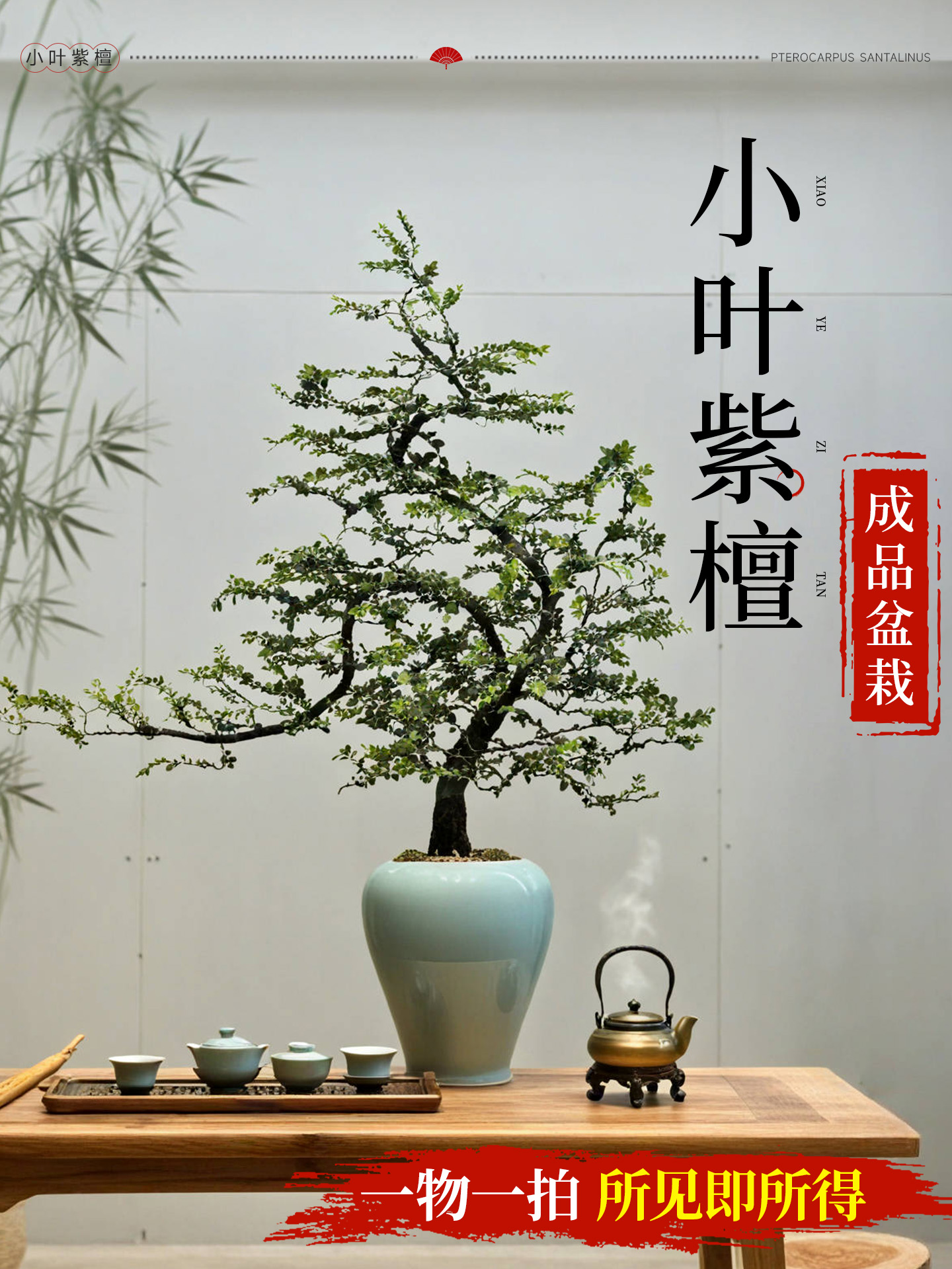 造型黑骨茶小叶紫檀盆景老桩茶室办公室内禅意盆栽四季常青绿植物