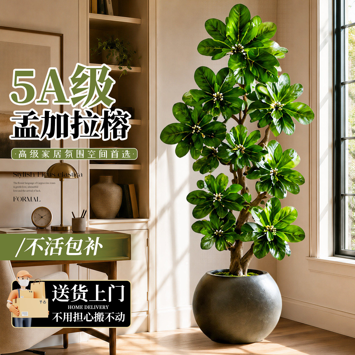 孟加拉榕树客厅绿植室内大型盆栽橡皮树黄金榕高级感轻奢落地植物