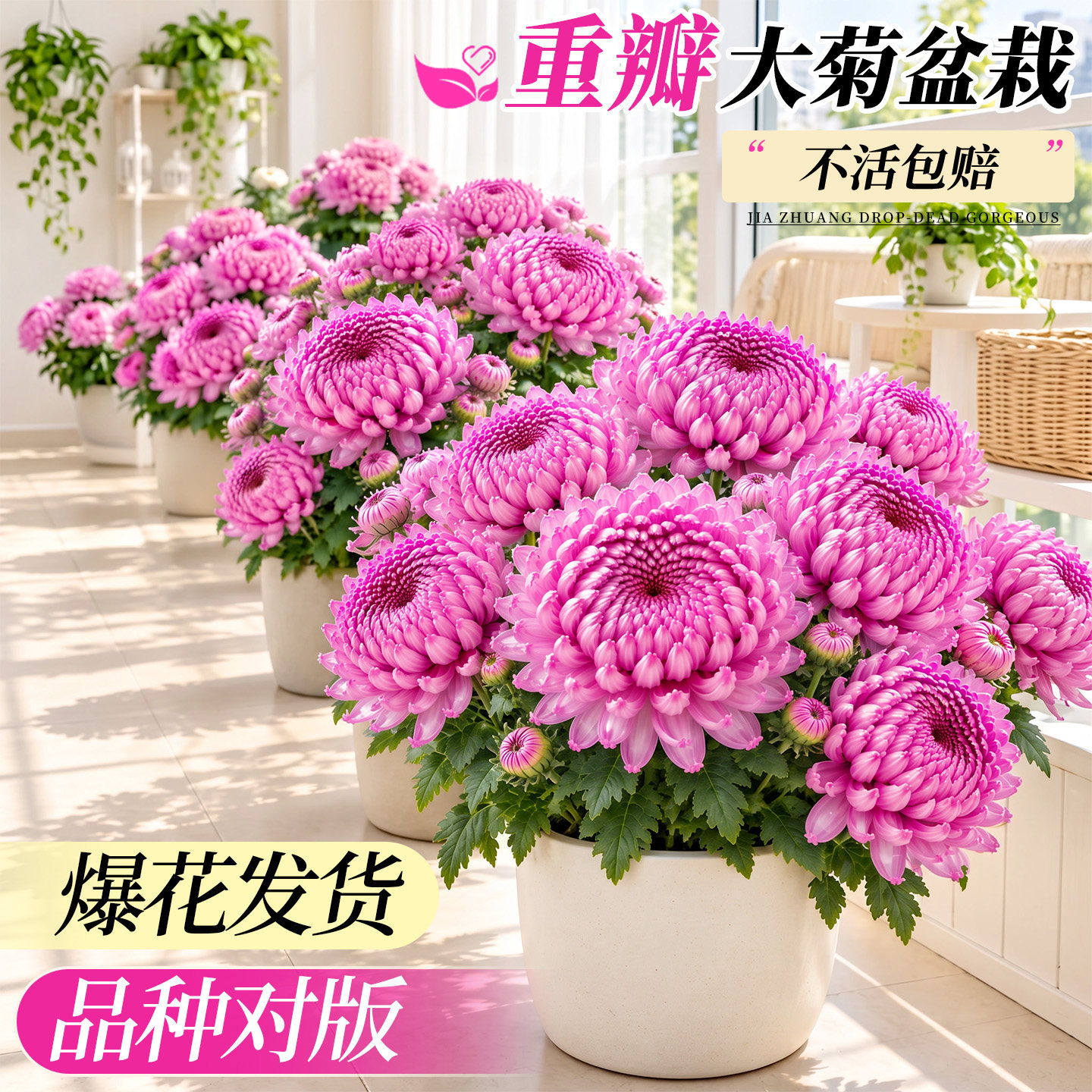 菊花盆栽带花苞特大绿植国华大菊花苗室内阳台盆栽四季好养开花卉