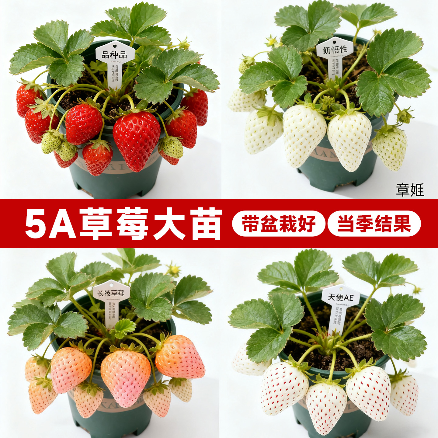 5A级草莓苗秧带盆栽好不活包赔