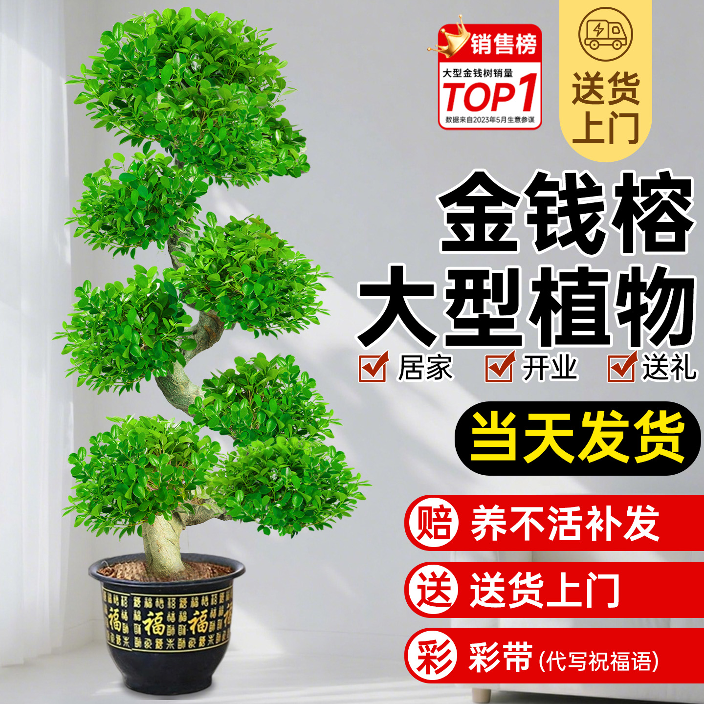 【特级品质】超大龙形金钱榕盆栽