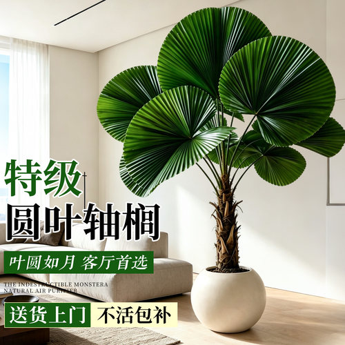 圆叶棕榈轴榈大盆栽好养网红