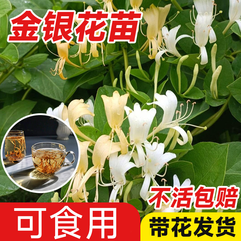 金银花树苗老桩盆栽野生四季庭院可食用花卉爬藤植物阳台药用带花