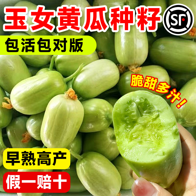 金童玉女黄瓜种籽苗秧玉米水果小黄瓜种子孑阳台盆栽四季蔬菜大全