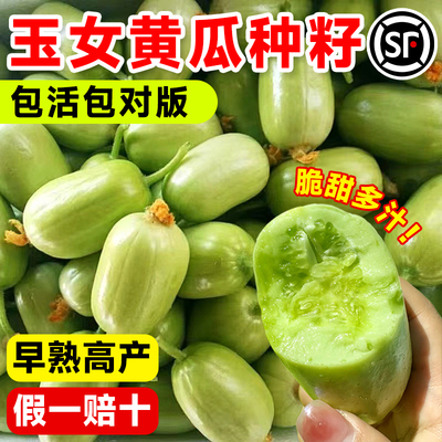 新品玉女黄瓜种籽苗阳台菜苗盆栽