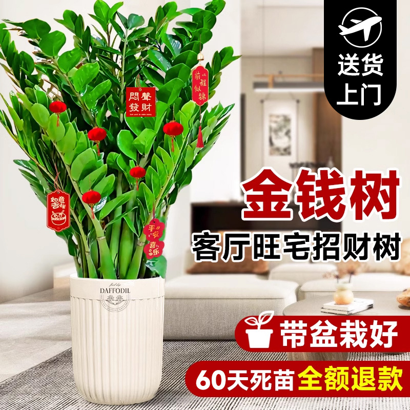 金钱树盆栽办公室内客厅大花盆