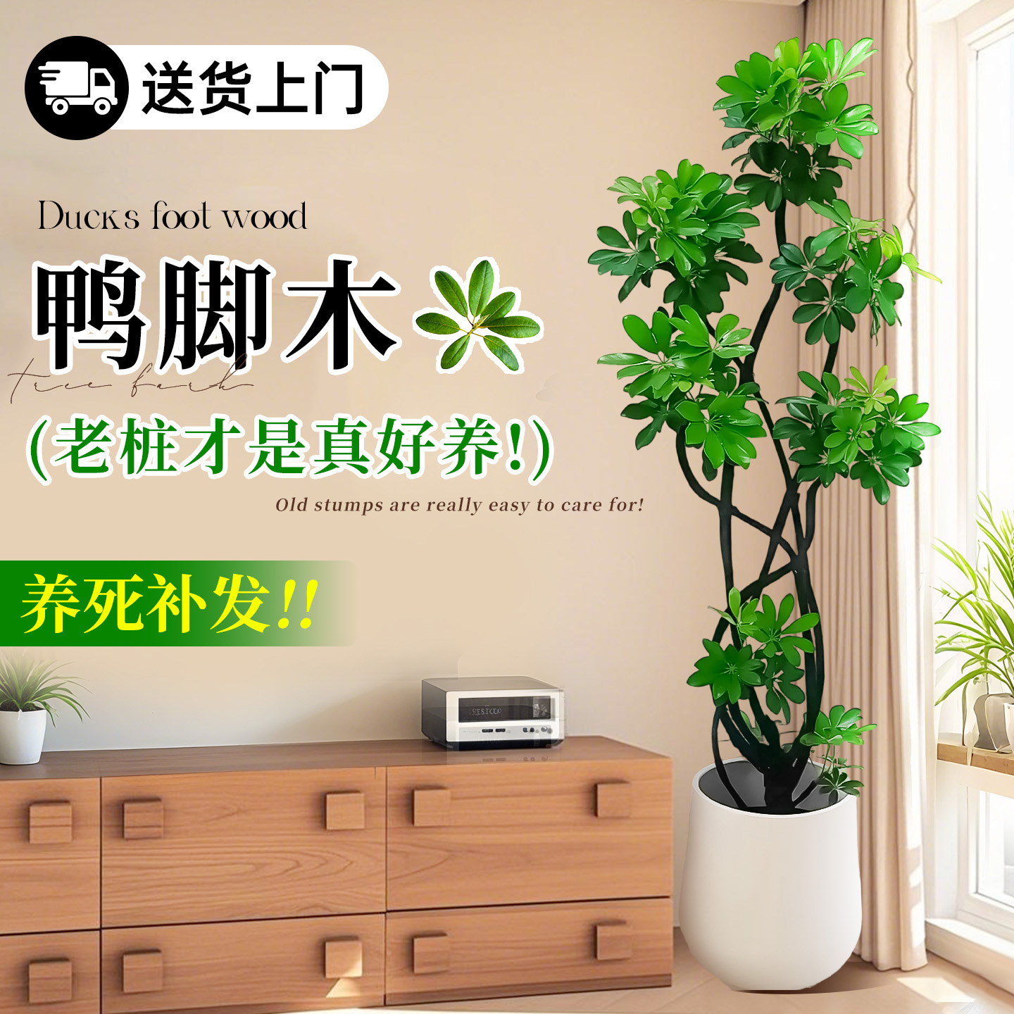 老桩造型鸭脚木365天养死包赔