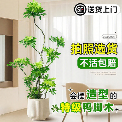 造型鸭脚木客厅落地大盆栽高级感