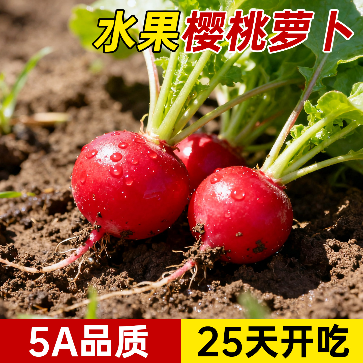 5A樱桃萝卜水果口感不活包赔