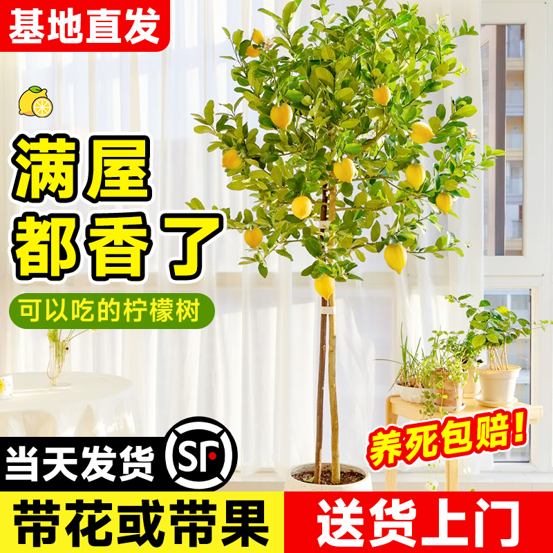 香水柠檬树大型绿植老桩带果盆栽