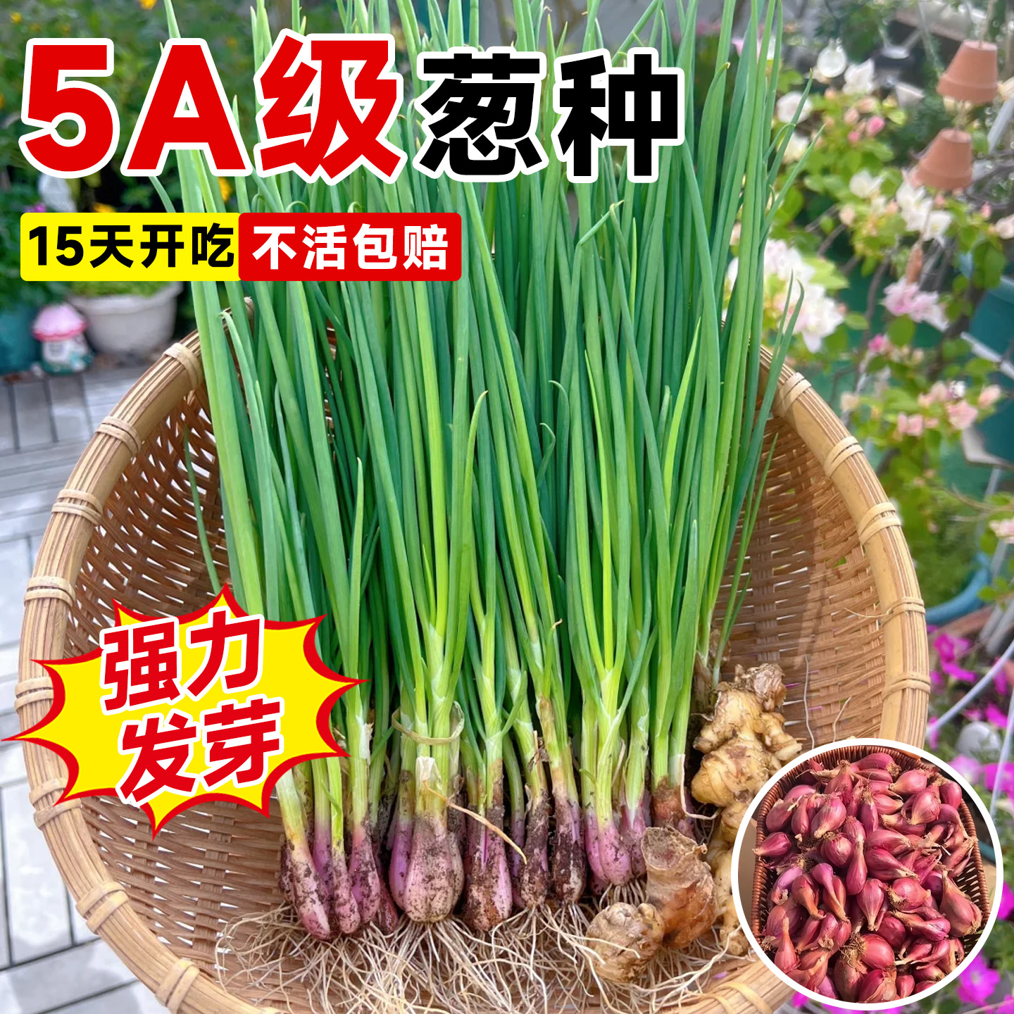 5A级正宗红葱头不活芽包赔