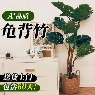 大叶龟背竹老桩盆栽高端绿植