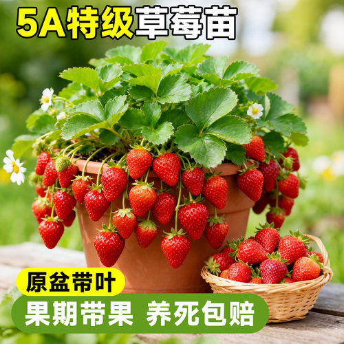 【5A特级】草莓苗盆栽四季结果
