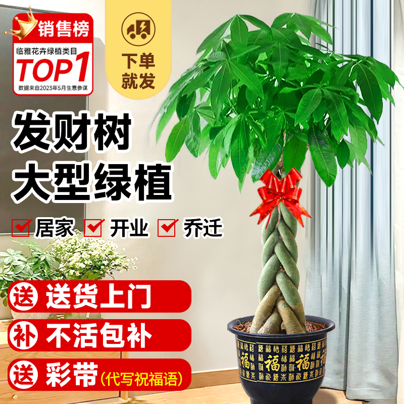 发财树大型盆栽开业送礼绿植