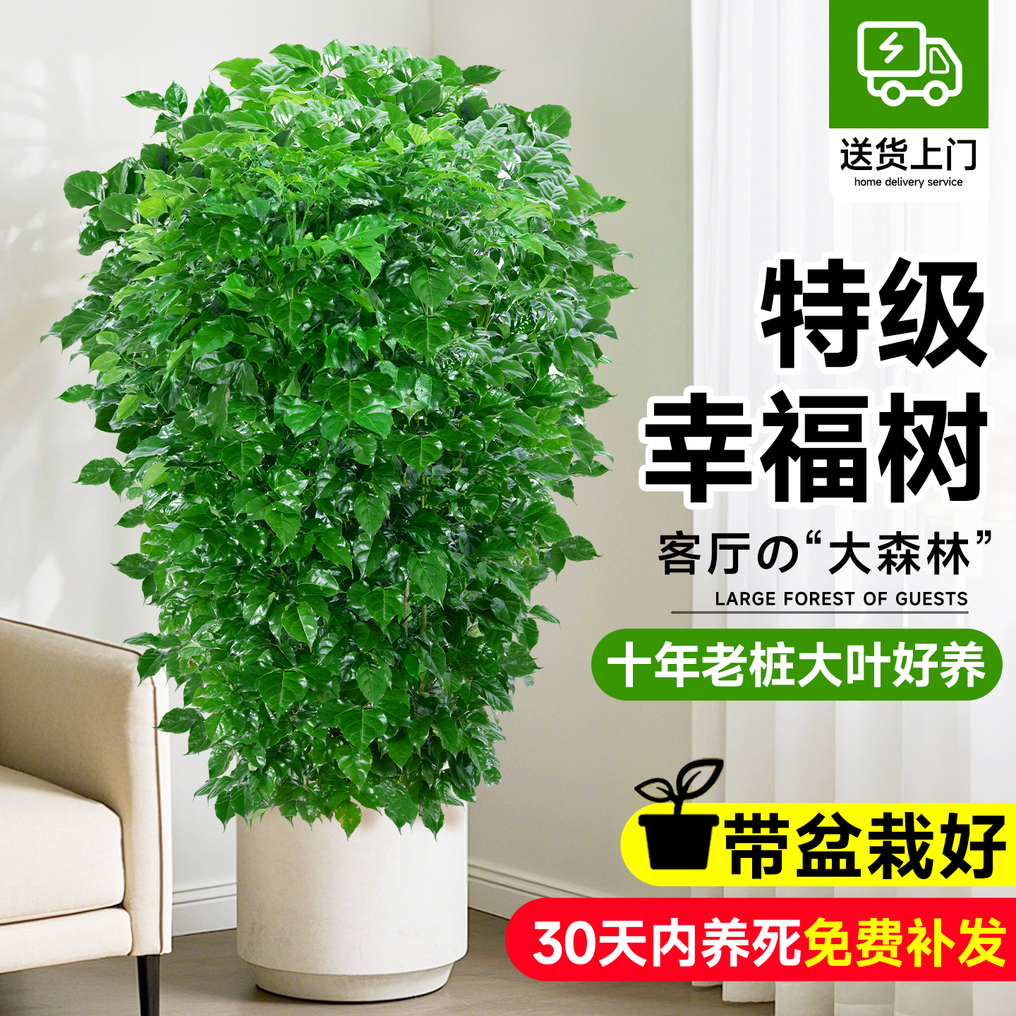 【特级】丛生幸福树（十年老桩）