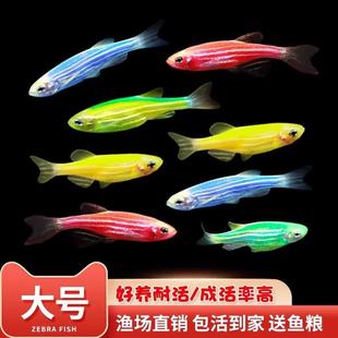 灯科鱼斑马鱼活体冷淡水新练手好养红绿宝莲灯小型热带观赏金鱼苗