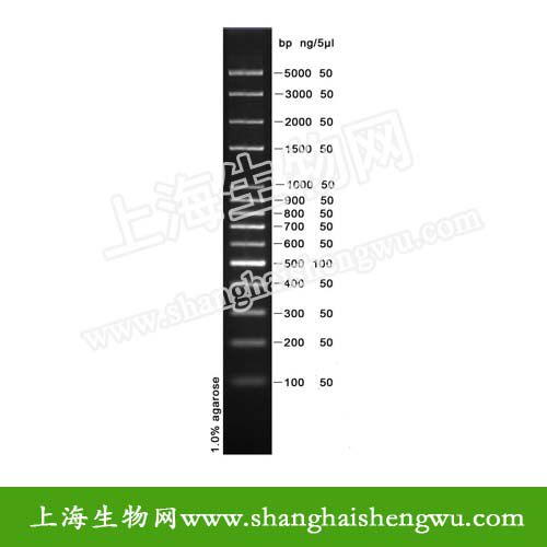 DL100 plus  50T 250ul DNA Marker 分M子量标准 R04022 核酸电泳