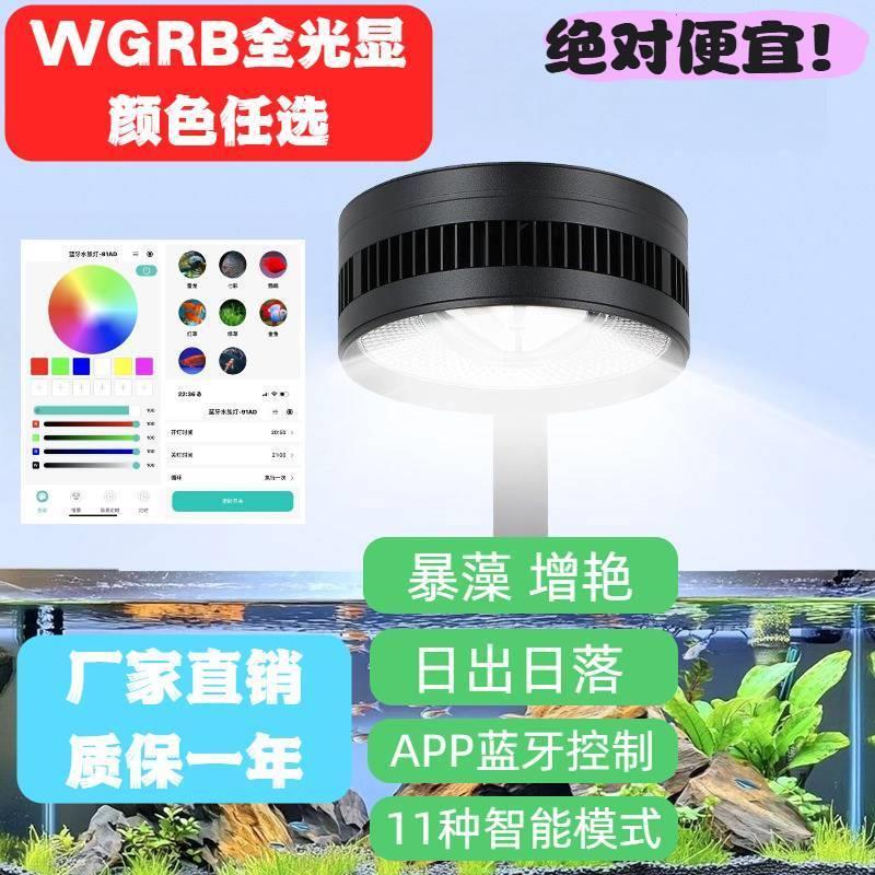 原生溪流缸灯鱼态暴藻出