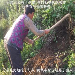 甘肃野山采挖纯天然野生黄芪片500克特级无硫正北芪黑芪可磨粉