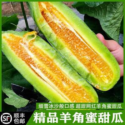 正宗山东羊角蜜甜瓜博洋61新鲜现摘现发当季脆甜水果蜜瓜精品整箱