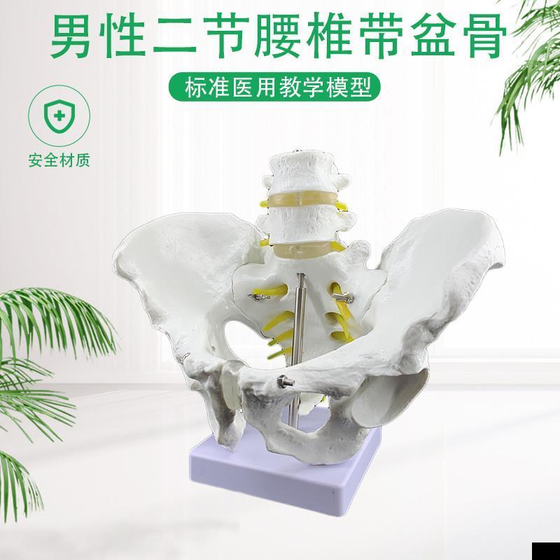 男性盆骨二节腰椎盆骨人体骨骼模型医院用教学教具盆骨腰椎模