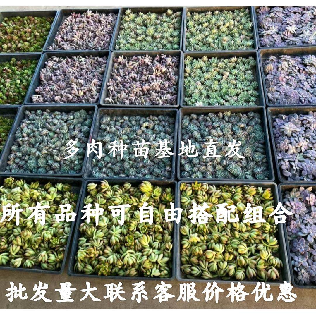 多肉植物组合砍头种苗1000棵批fa繁殖无根好养易活发根快绿植花卉