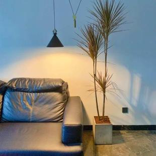 千年木盆栽花卉办公室客厅除甲醛绿色植物美观简单书房 七彩铁