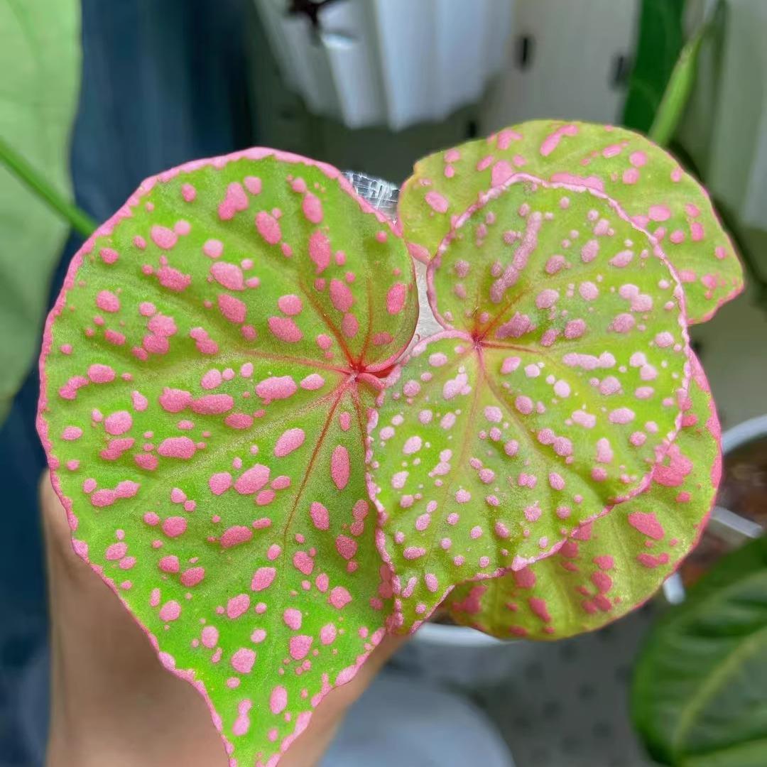 圆叶粉点秋海棠蟆叶类竹节类室内网红盆栽闷养品种观叶赏花盆栽