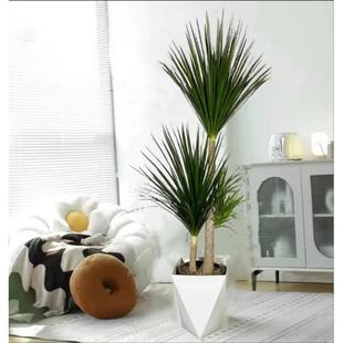 黑珍珠龙血树盆栽细叶双层多头龙须树老桩大型室内客厅绿植苗好养