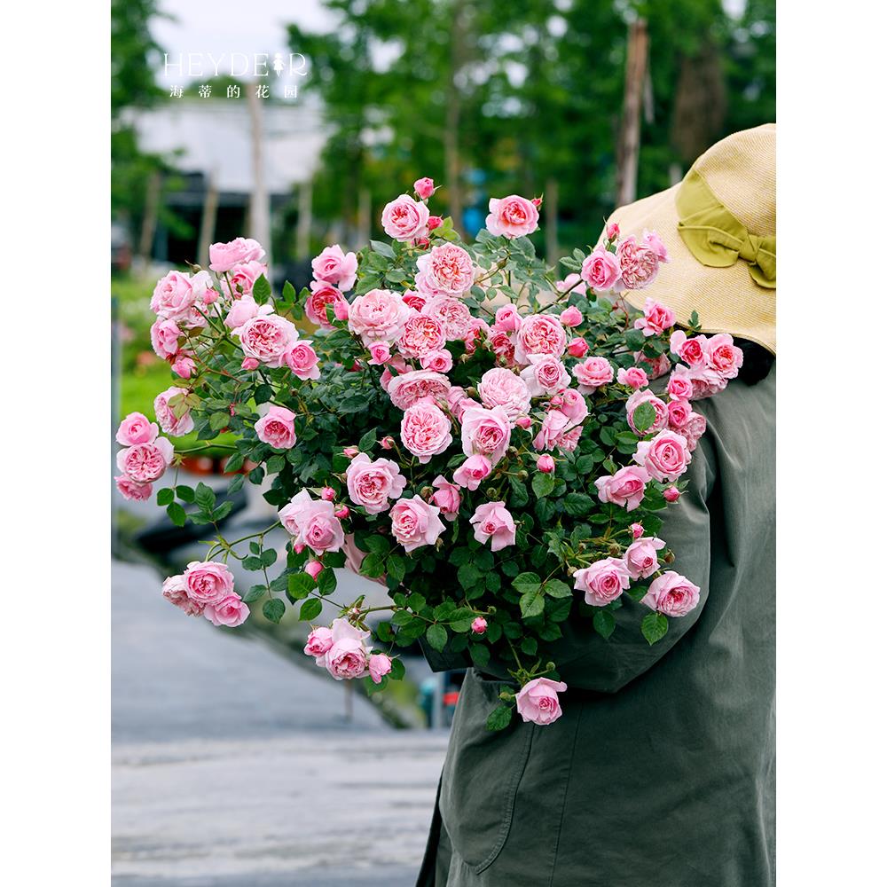 海蒂的花园月季花苗盆栽果汁阳台朱丽叶小苗阳台花卉植物玫瑰爬墙