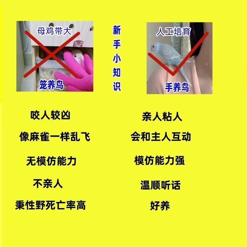 会说话的虎皮鹦鹉一对活真鸟小孩子朋友学生小型好手养粘人宠物