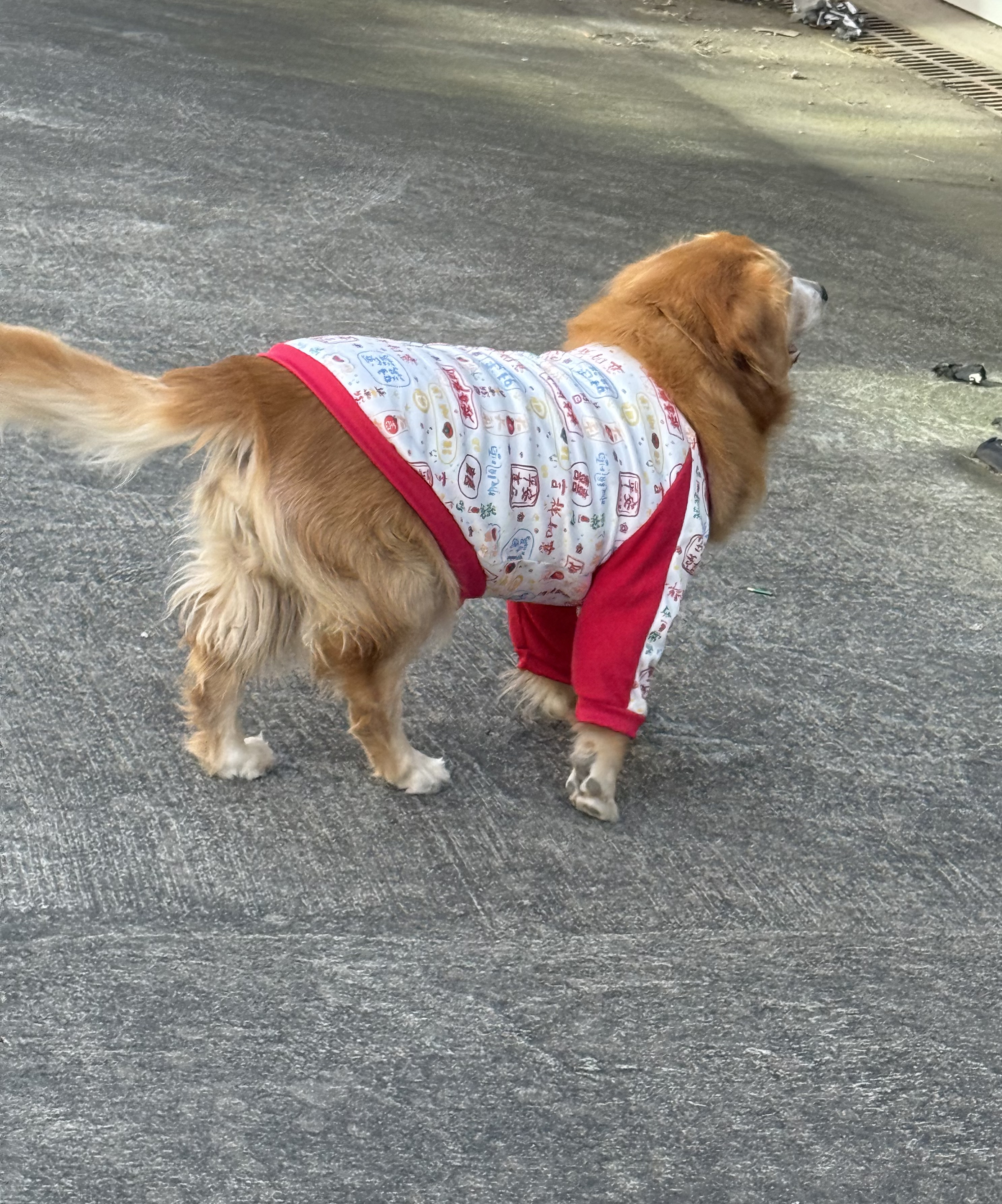 现货宠物喜庆加厚护肘服可爱高颜值大型犬小型犬宠物衣服秋冬款
