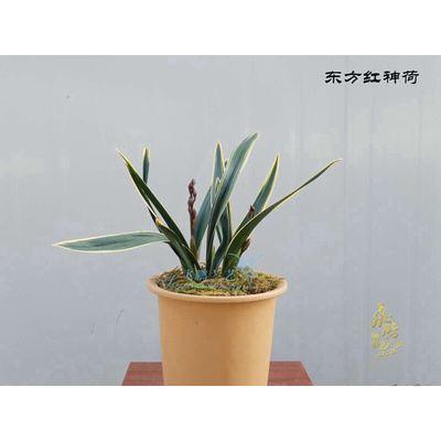 带花芽兰花苗墨兰 东方红神荷 红花荷瓣金边覆轮阳台盆栽双艺浓香