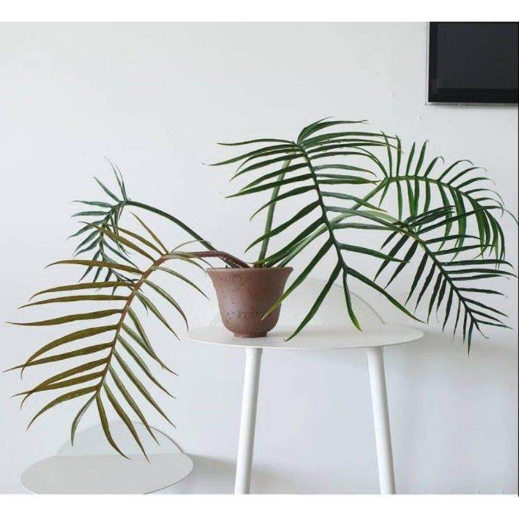 鱼骨蔓绿绒ins风网红热植进口绿植盆栽室内阳台观叶植物 爬藤植物,鲜花速递/花卉仿真/绿植园艺,绿植,淘宝优惠券,粉丝福利购,淘宝优惠卷